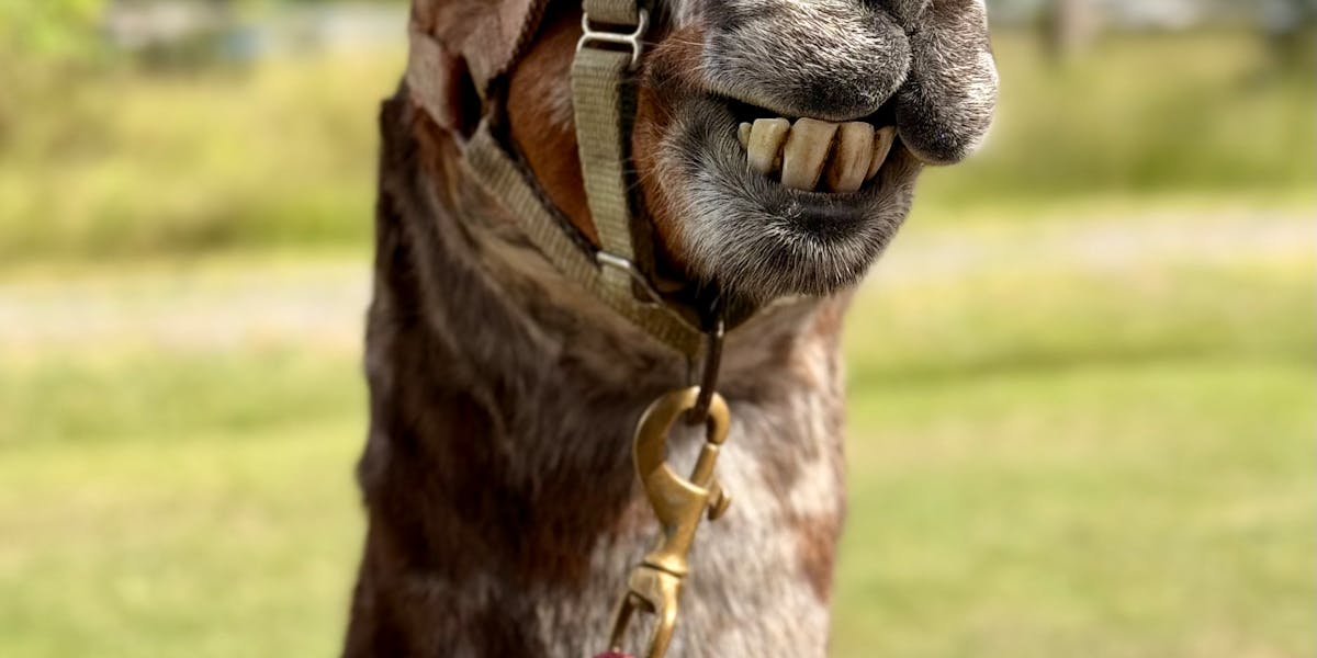 Copywriting para páginas de erro (404): gere branding até no problema