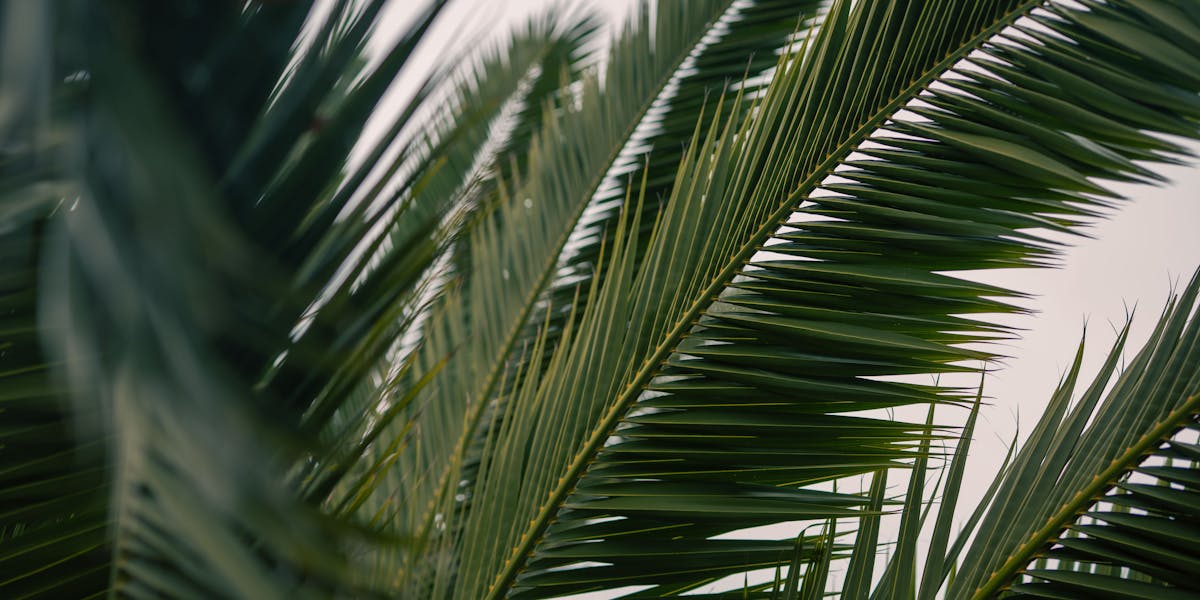 Copywriting para conteúdo evergreen: textos que não envelhecem