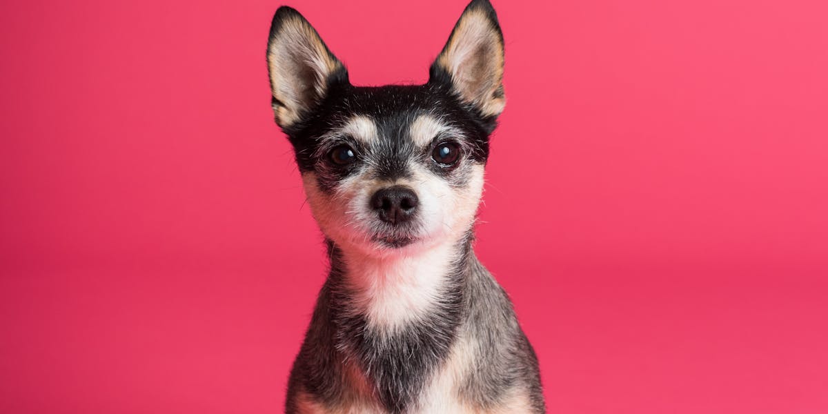 Copywriting para nicho pet: como emocionar sem clichês